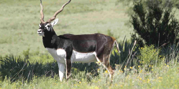 Panchla-black-buck